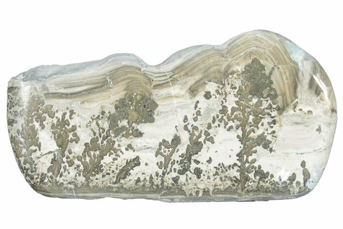 Triassic Aged Stromatolite Fossil - England #285762